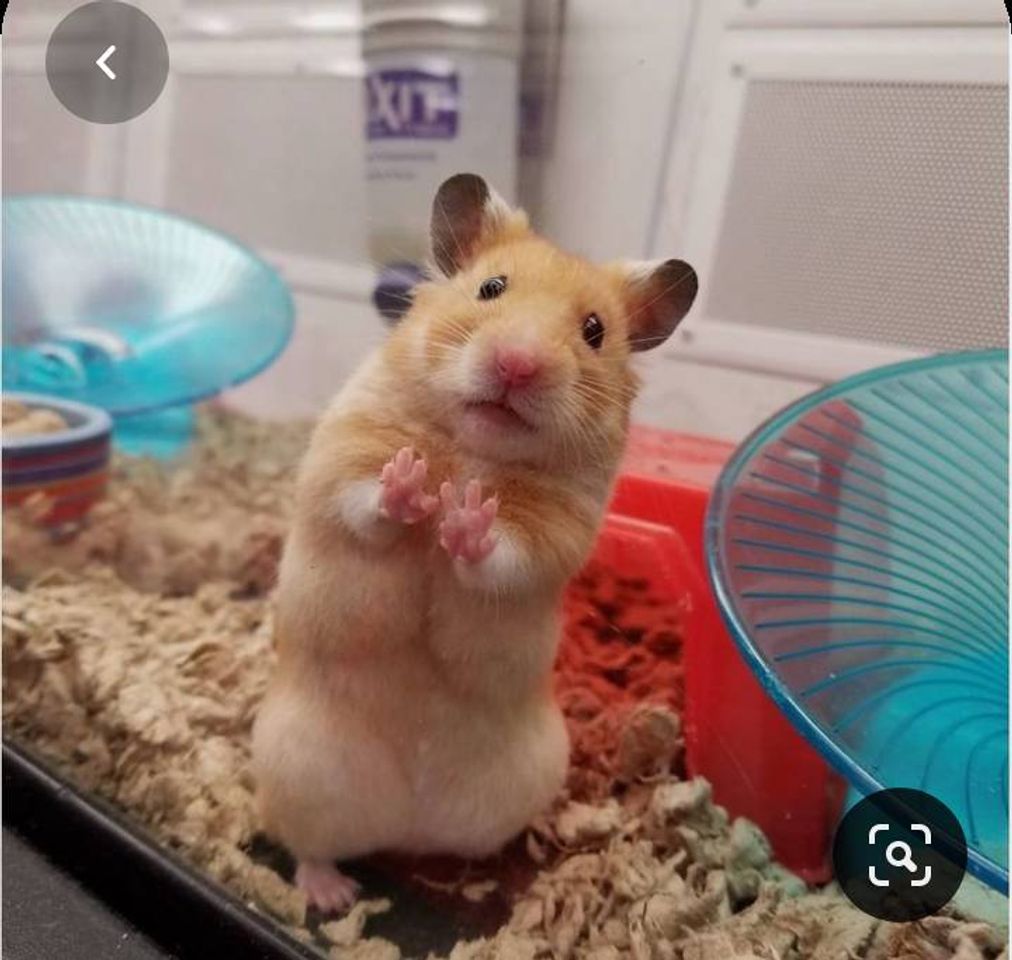 Fashion Hamster🥰