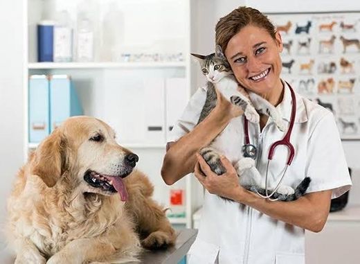 Auxiliar veterinário 