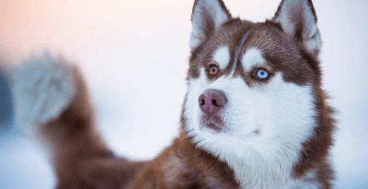 Husky siberiano