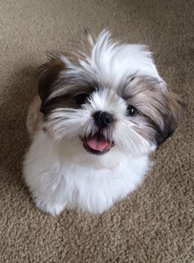 Shih-tzu