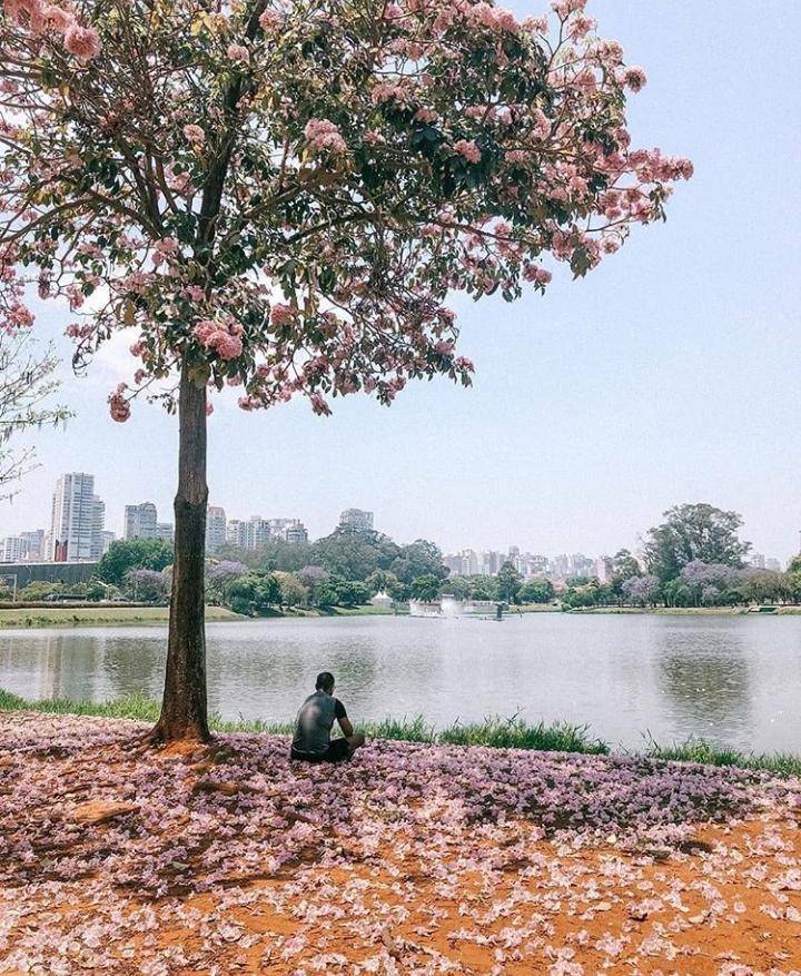 Moda Parque Ibirapuera