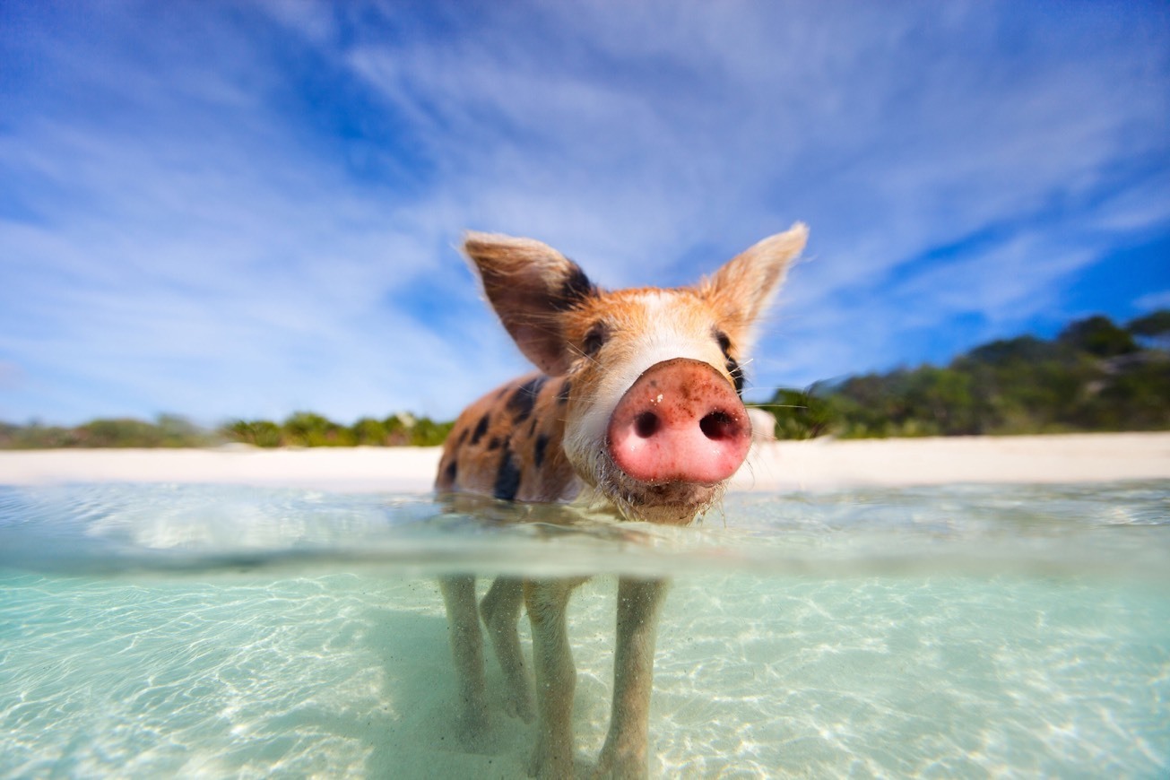 Lugares Pig Beach