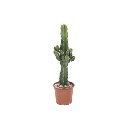 Botanicly - Cactus y suculentas