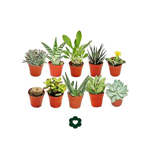 Set of 10 different succulent plants - 5