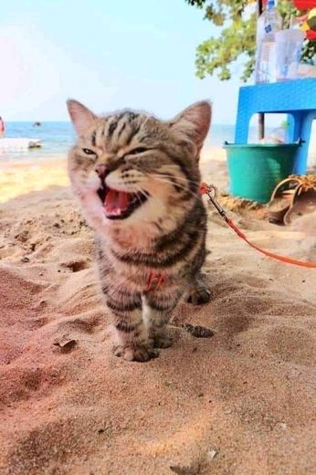 gato na praia é tudo ok