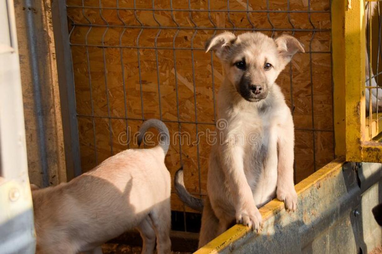 Moda Pequeño refugio animales