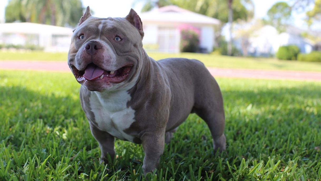 Moda American bully