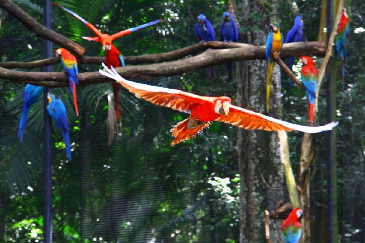 Parque das Aves