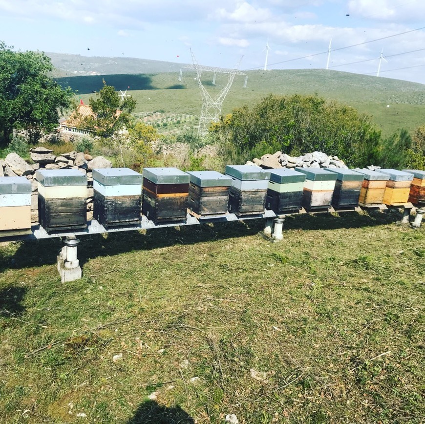 Save the bee's. Please! 
