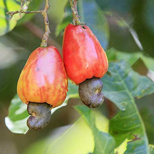 Social Asklepios-seeds® - 5 Semillas de Anacardium occidentale cajú