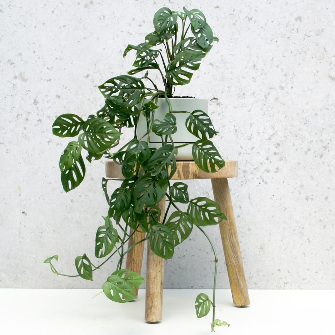 Product Monstera Adansonii