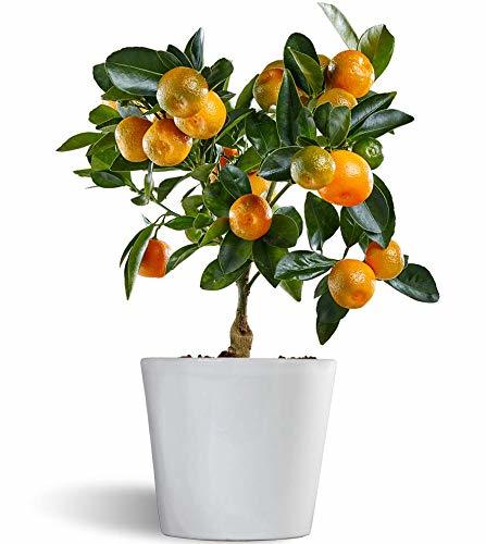 Social Calamondin - naranjo enano de interior - cítricos comestibles - maceta cerámica
