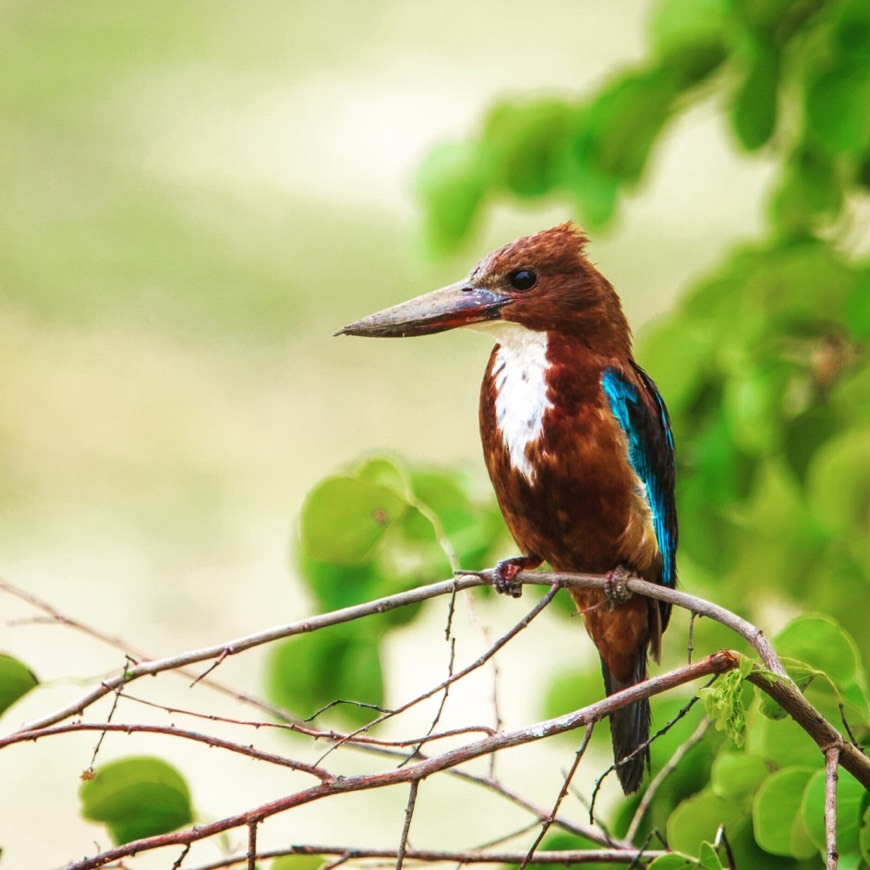 Place Yala National Park Sri Lanka