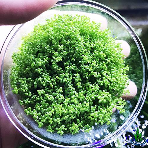 Enano Bebé lágrimas Hemianthus Callitrichoides vivir Acuario Plantas Tanque De Peces De