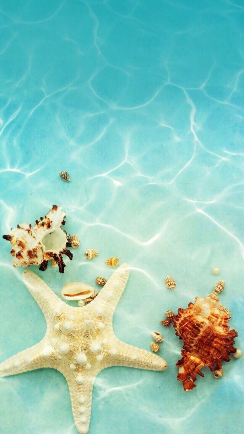 Social 🐚🌊