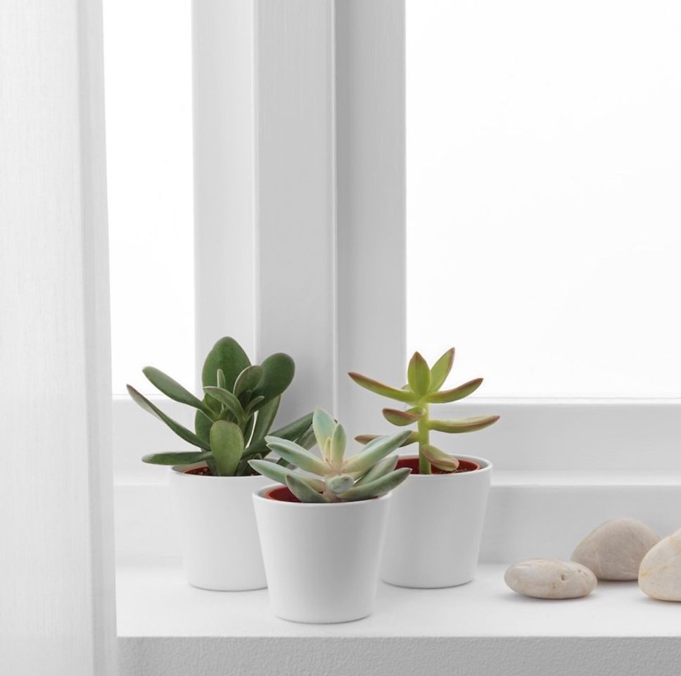 Social Planta artificial 