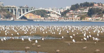 Place Reserva Natural Estuario del Duero