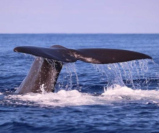 H2O Madeira - Whale & dolphin watching