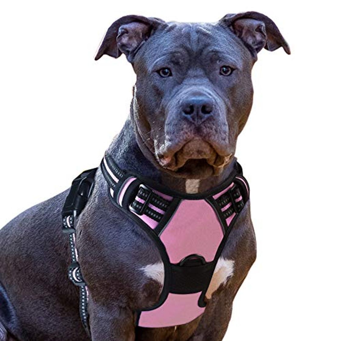 Social Eagloo Arnes de Perro Antitirones Cómodo Chaleco Ajustable Correa al Cuello y