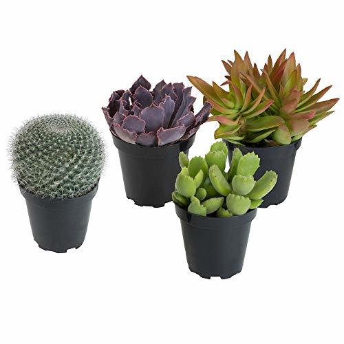 Product Pack 4 Cactus y Crasas Variados en Maceta Pequeño Kit Ahorro Plantas