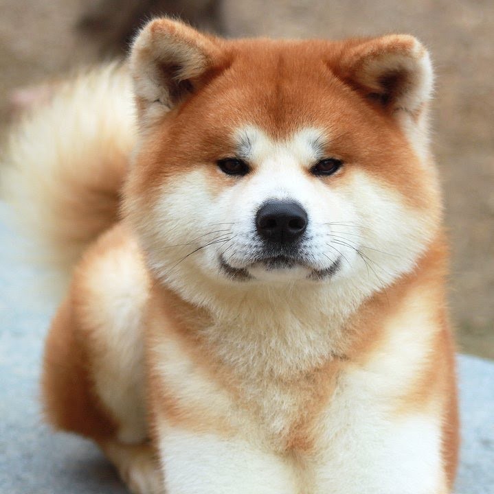 Social Akita