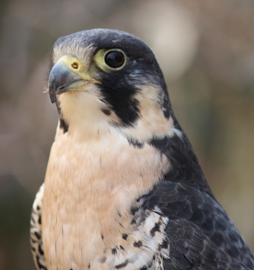 Moda Peregrine falcon - Wikipedia