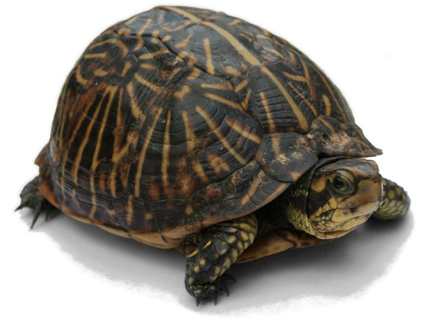 Moda Turtle - Wikipedia