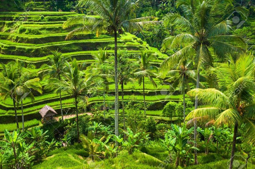 Lugar Ubud