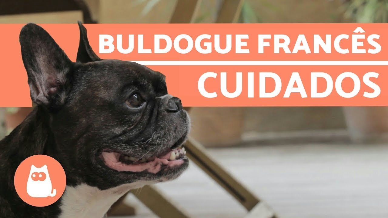 Moda Buldogue francês: cuidados importantes - YouTube