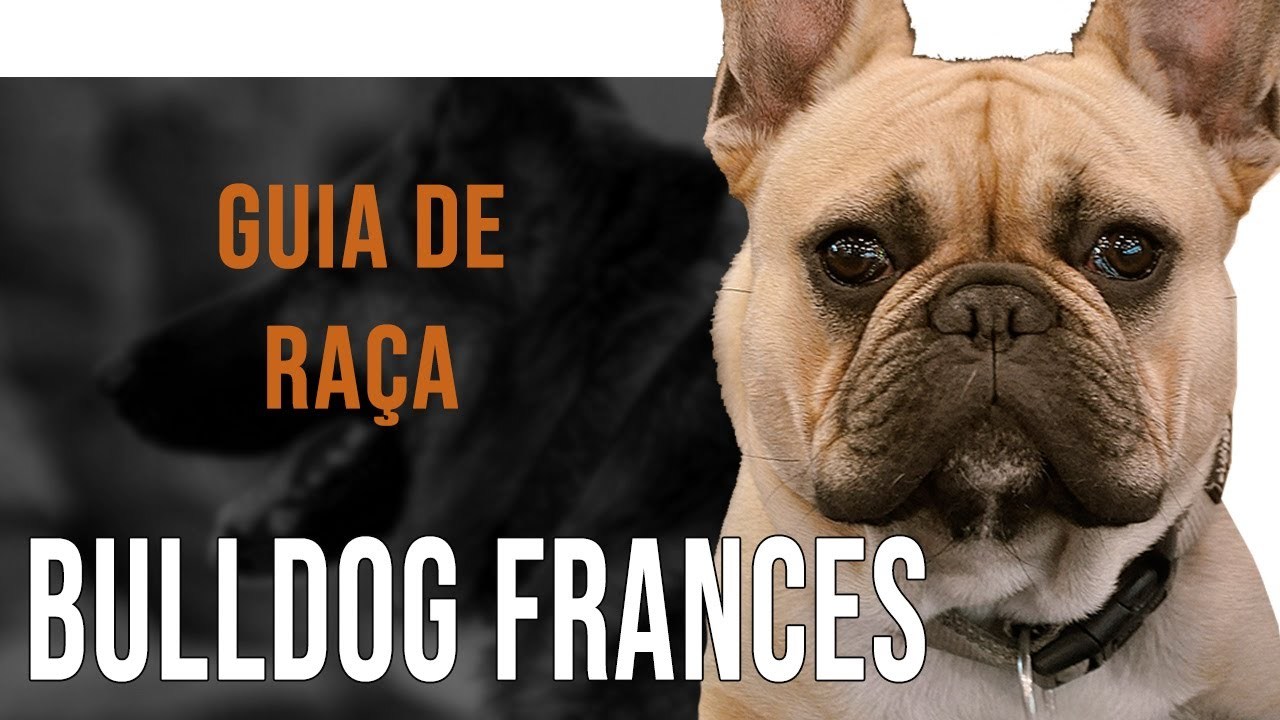 Moda BULDOGUE FRANCÊS - Tudo sobre a raça - YouTube