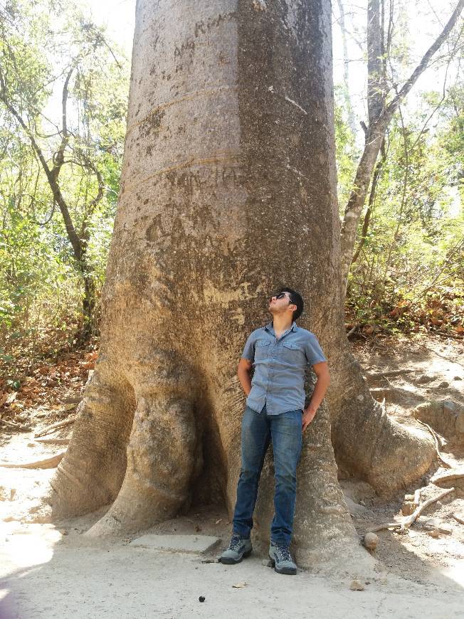 Lugar Puyango Petrified Forest