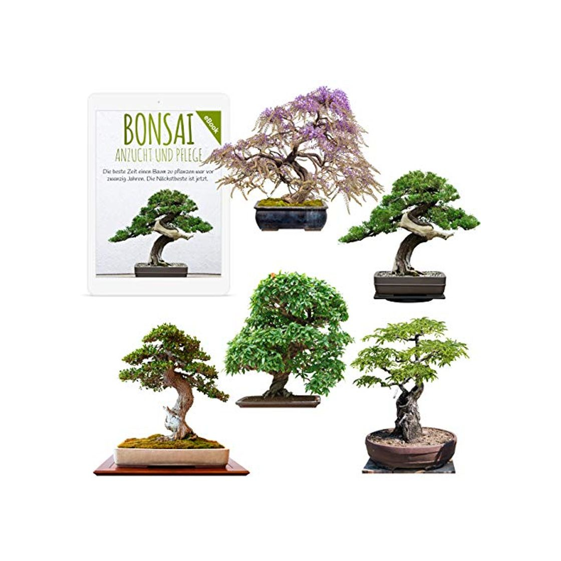 Social Semillas exóticas de Bonsai con alta tasa de germinación - Juego de
