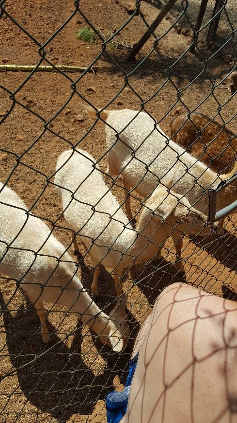 Social Tão fofo gostei muito