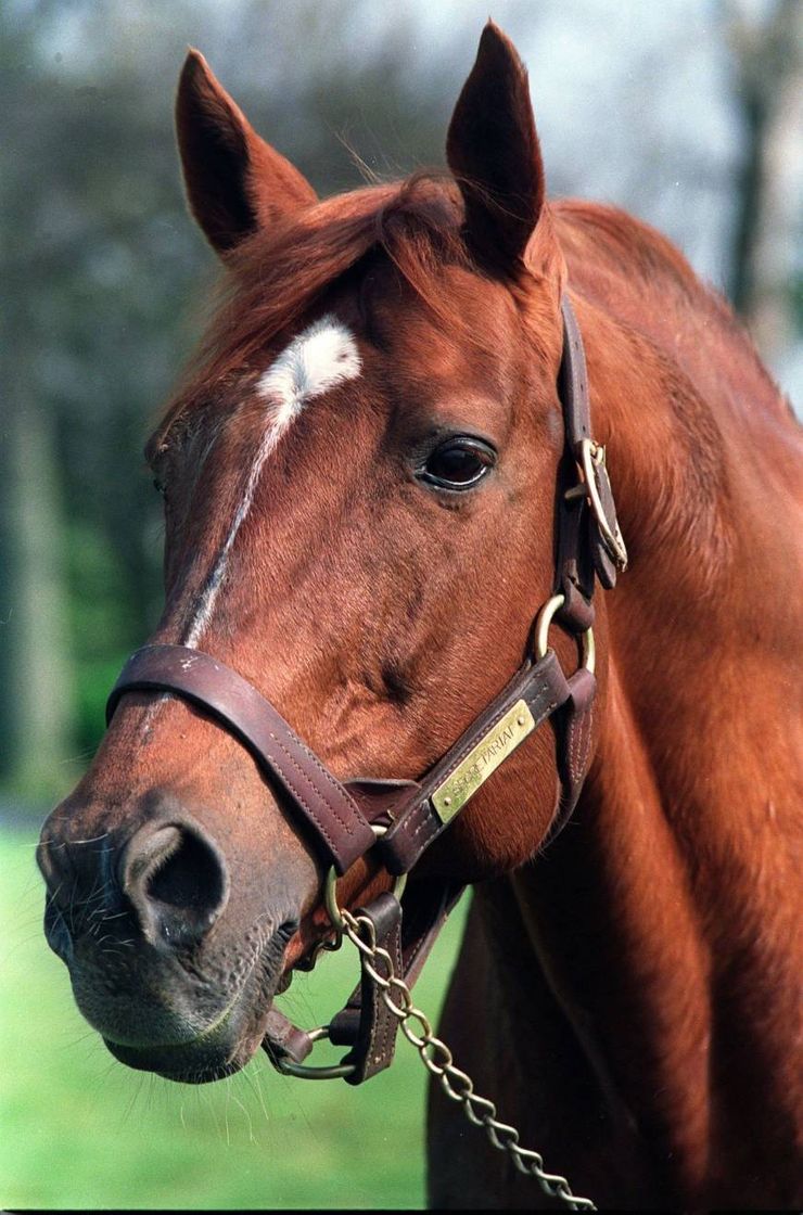 Fashion Alazão 🐎