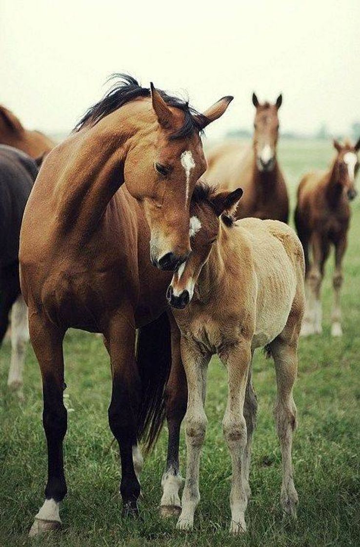 Fashion Mãe e filho 🐴❤️