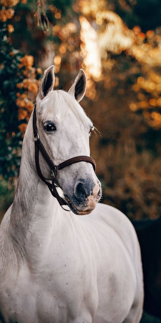 Fashion Cavalos despertam na gente um amor difícil de se domar! 