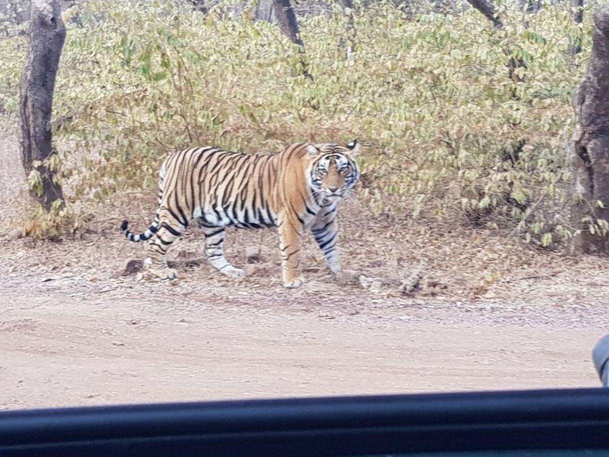 Lugar Ranthambore National Park