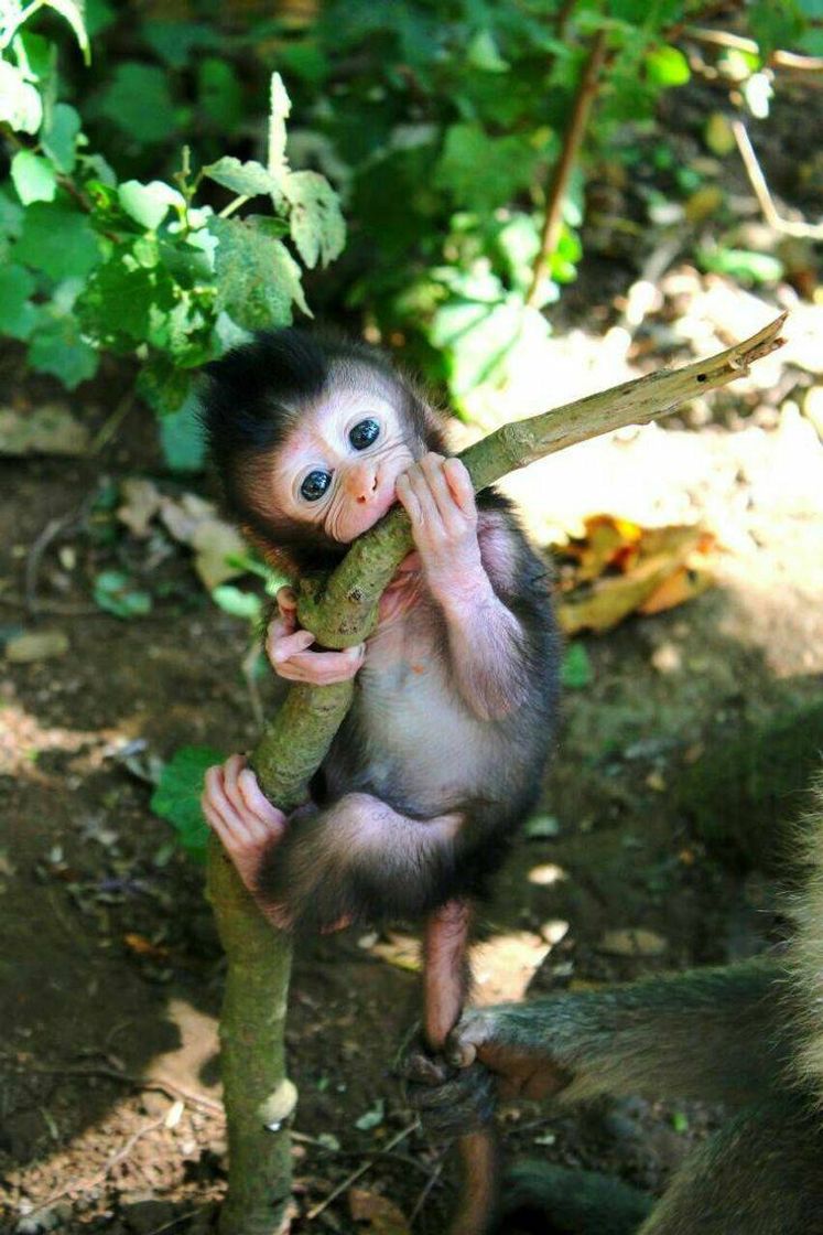 Moda macaquinho🐒 