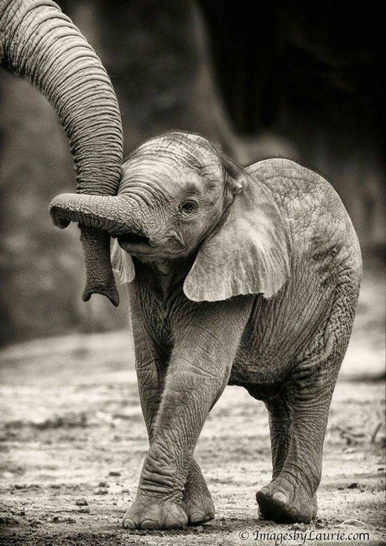 Social Elefante 🐘