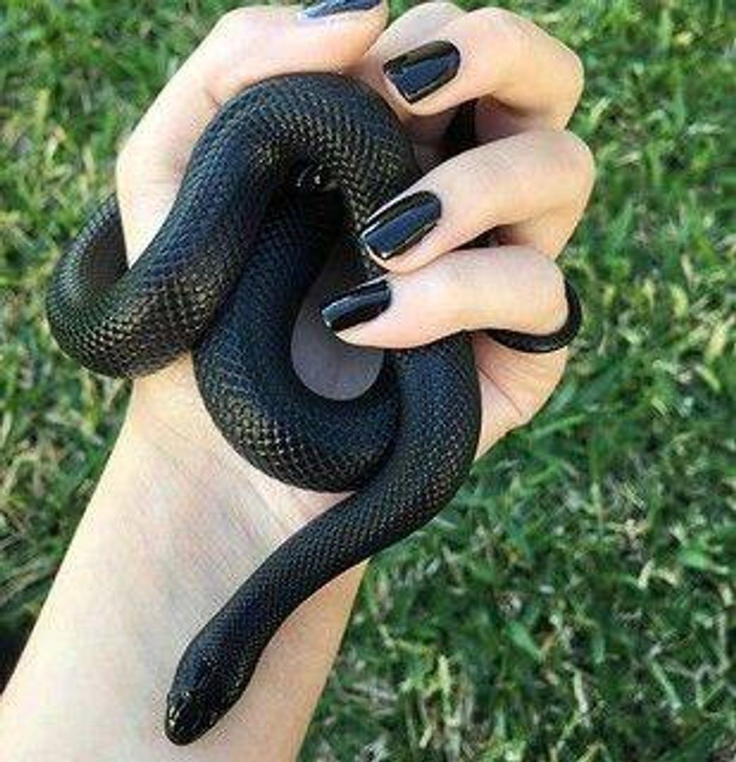 Fashion Black snake 