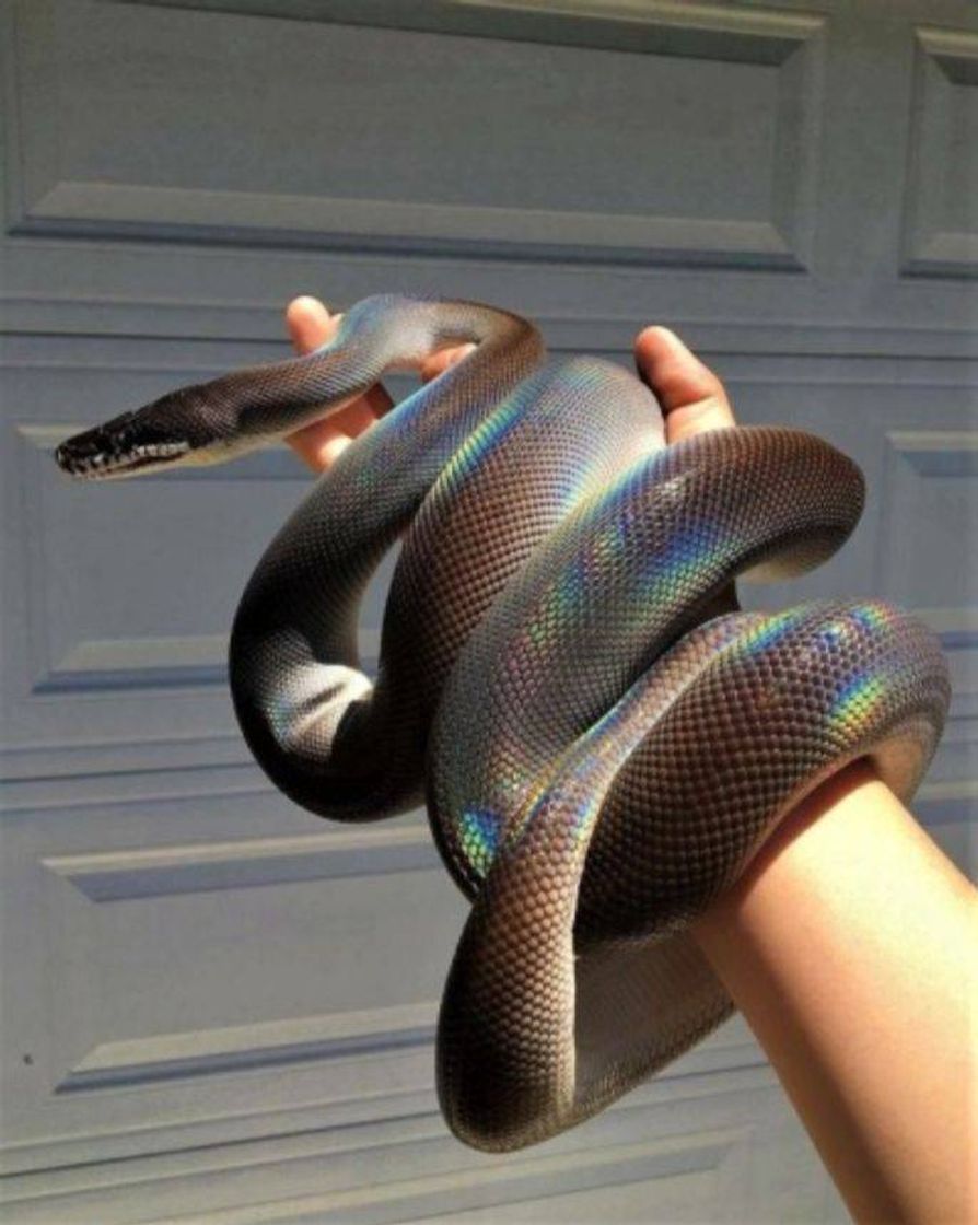 Fashion Shining snake 