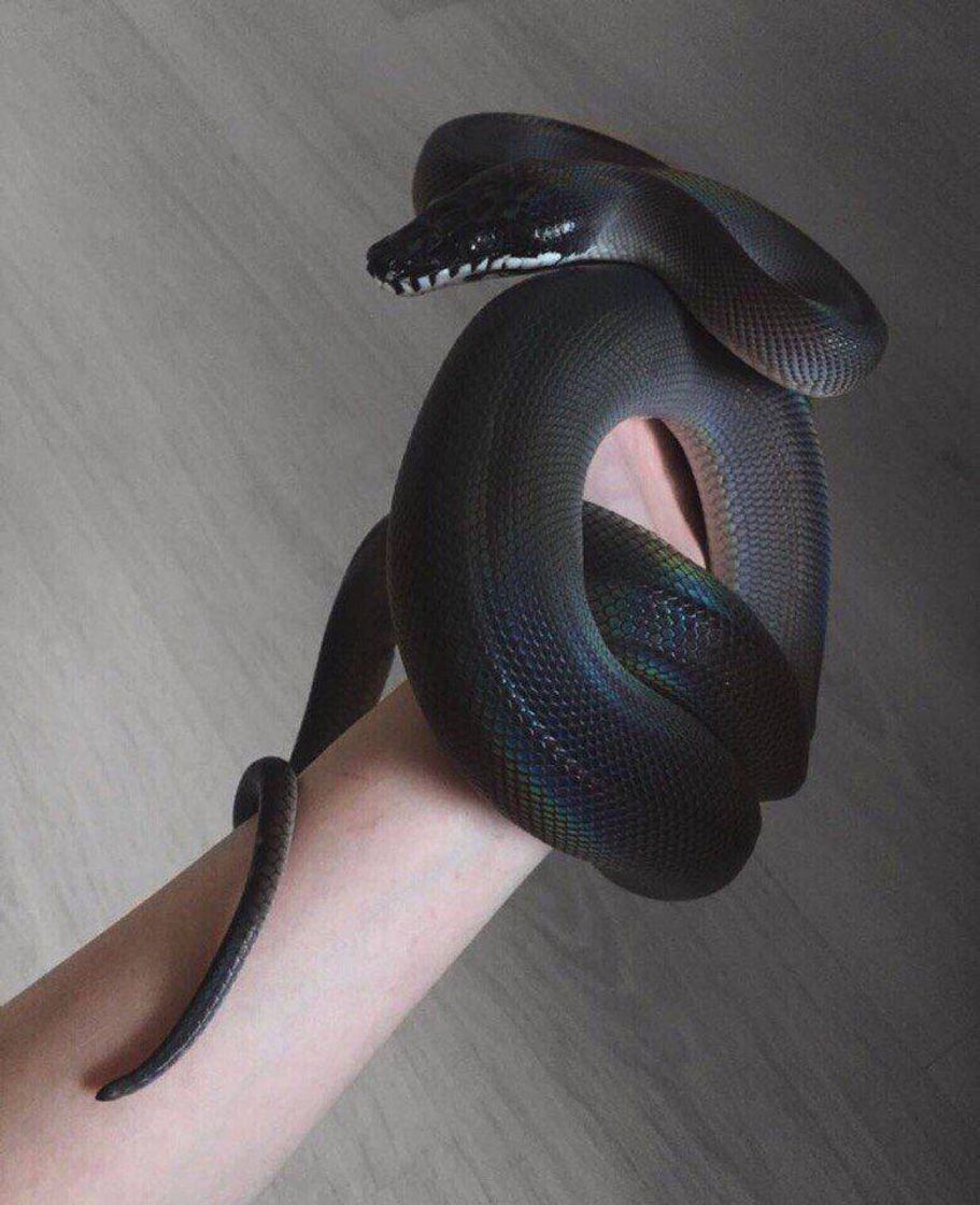 Fashion Black snake 