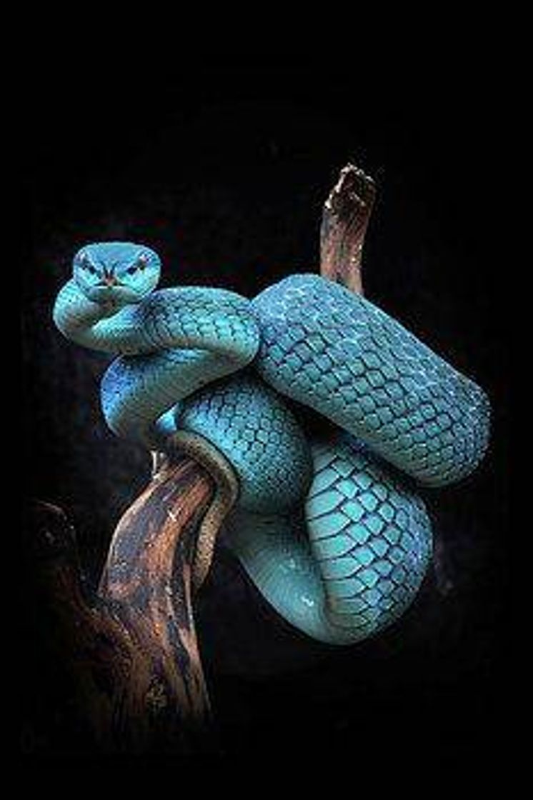 Fashion Blue snake 💙