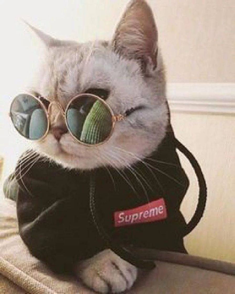 Fashion Gatinho estiloso🐈♥️