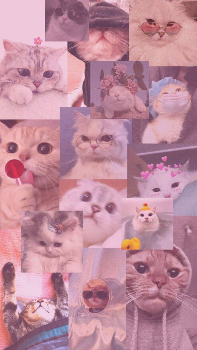 Fashion Wallpaper tema gatinho.😻