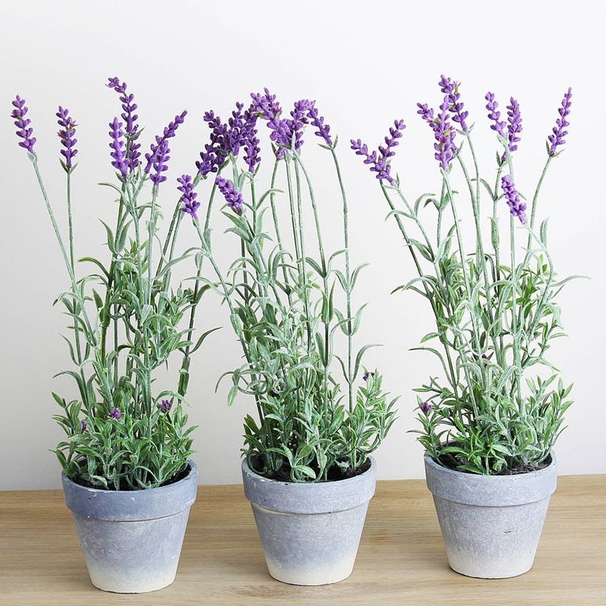 Fashion Lanvandula