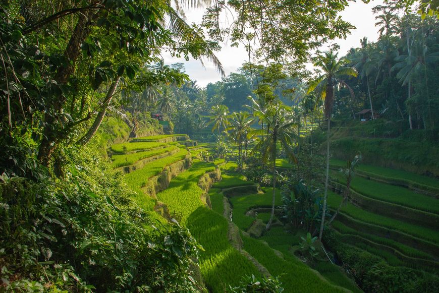 Place Ubud