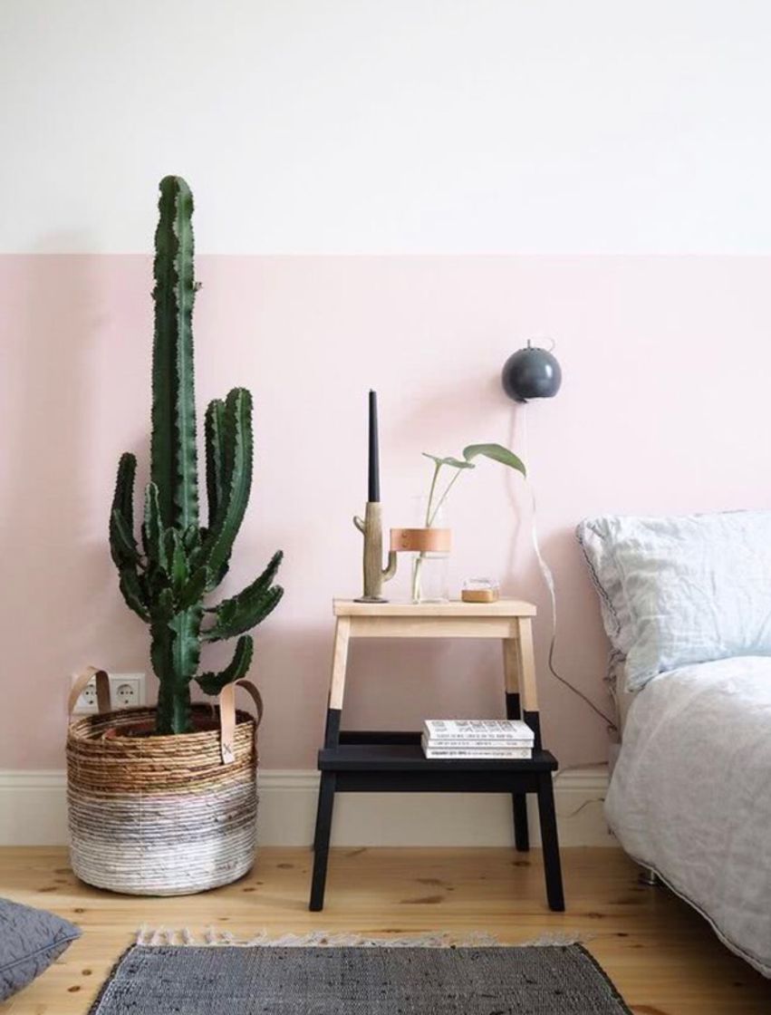 Fashion Plantas para Apartamento: +40 Fotos com as Melhores Espécies