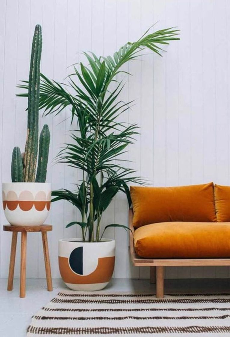 Fashion Plantas para Apartamento 🪴