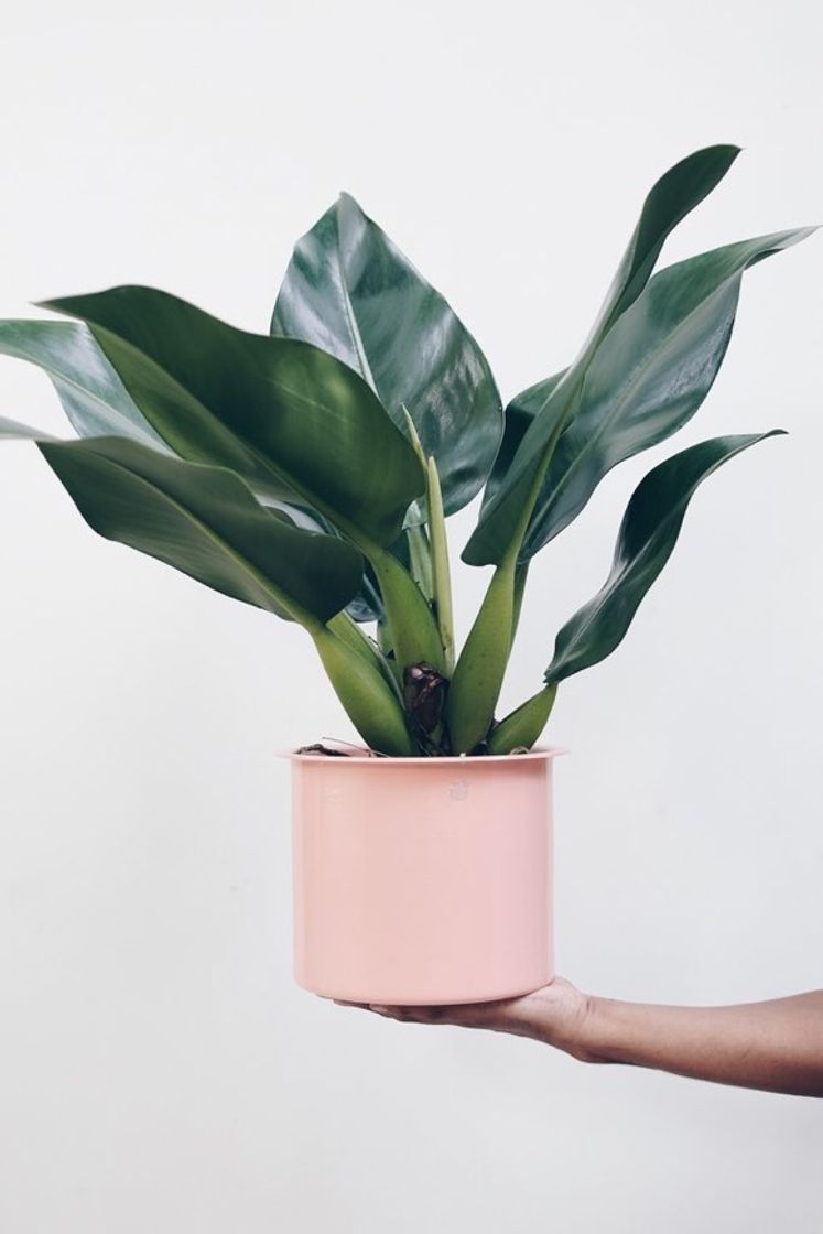 Fashion Plantas para Apartamento